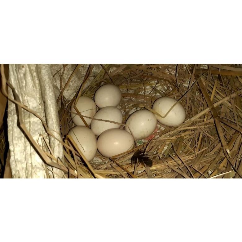 

❤[PROMO ⚡ALE!!!]❤ telur vertil ayam bangkok ekor lidi