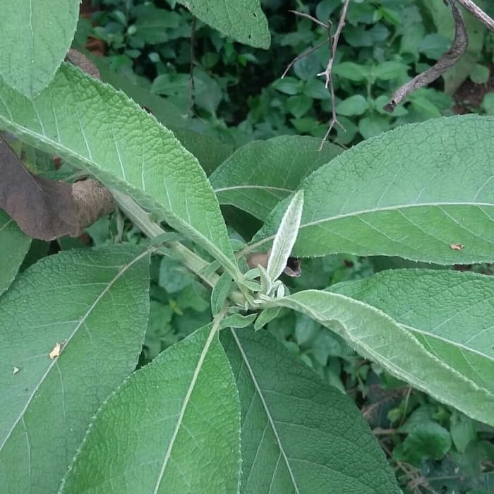 

Daun sembung segar 250 gram