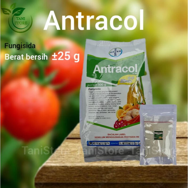 Antracol 70WP_antracol_obat antrak_busuk daun_busuk buah