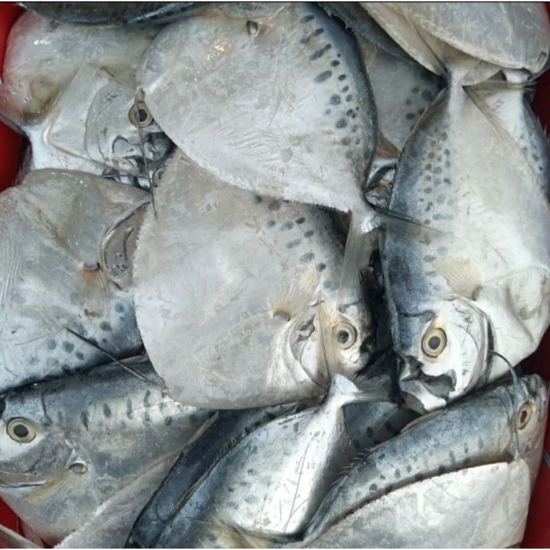 Ikan Laut Etem Semar segar fresh