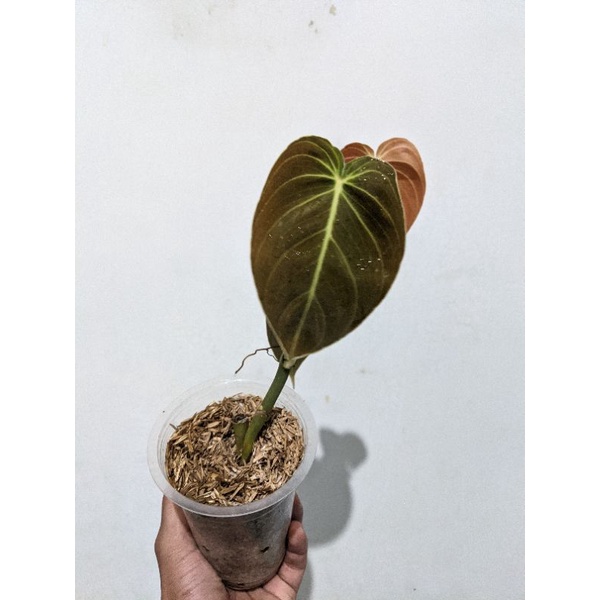 Philodendron Melanocrysum Tanaman Melano Ori