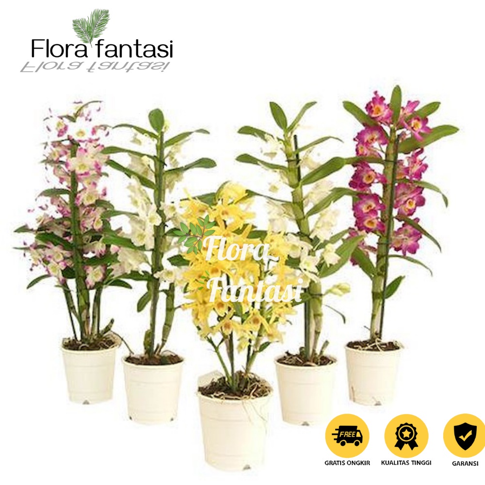 anggrek dendrobium-bunga anggrek-tanaman anggrek dendrobium-angrek dendro-angrek-dendro-tanaman hias