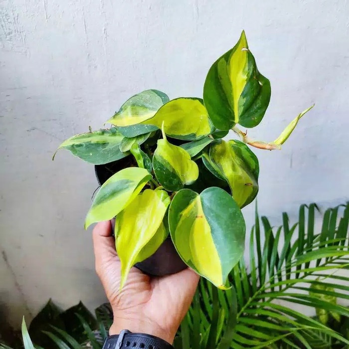 Sirih Gading Brazil / Sirih Brazil / Tanaman Gantung Sirih Gading Brazil