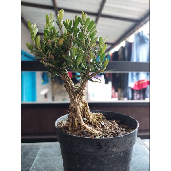 tanaman bonsai mini boxsus / boksus pohon kecil tua - TitipBibit