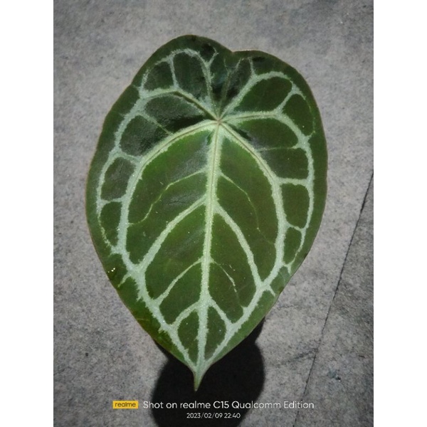 anthurium forgeti hybrid