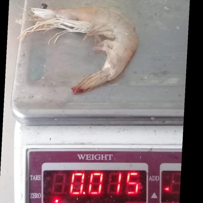 

Udang Peci Utuh 500G