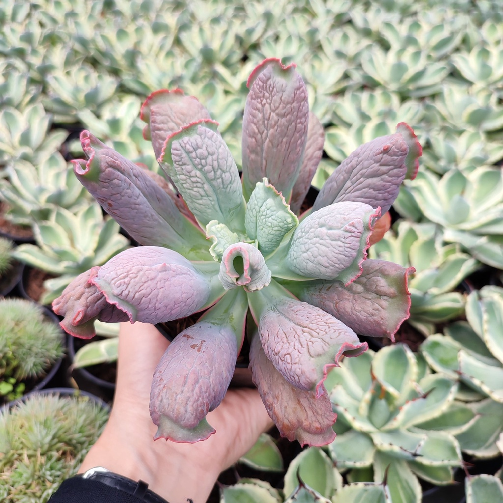 Echeveria Culibra | D 10 Cm | Sukulen