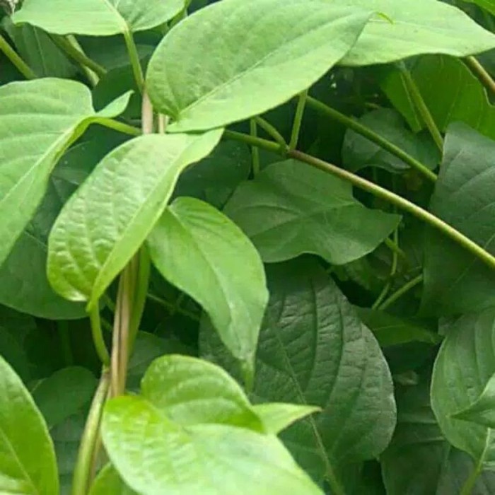 

Daun kentut | Daun simbukan 100 gram