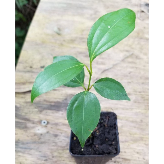 bibit kayu manis mini unggul