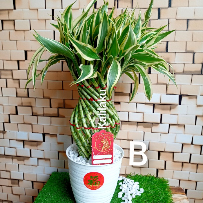 

(COD) hampers Imlek tanaman bambu hoki paket lengkap bonus kartu ucapan - Model B