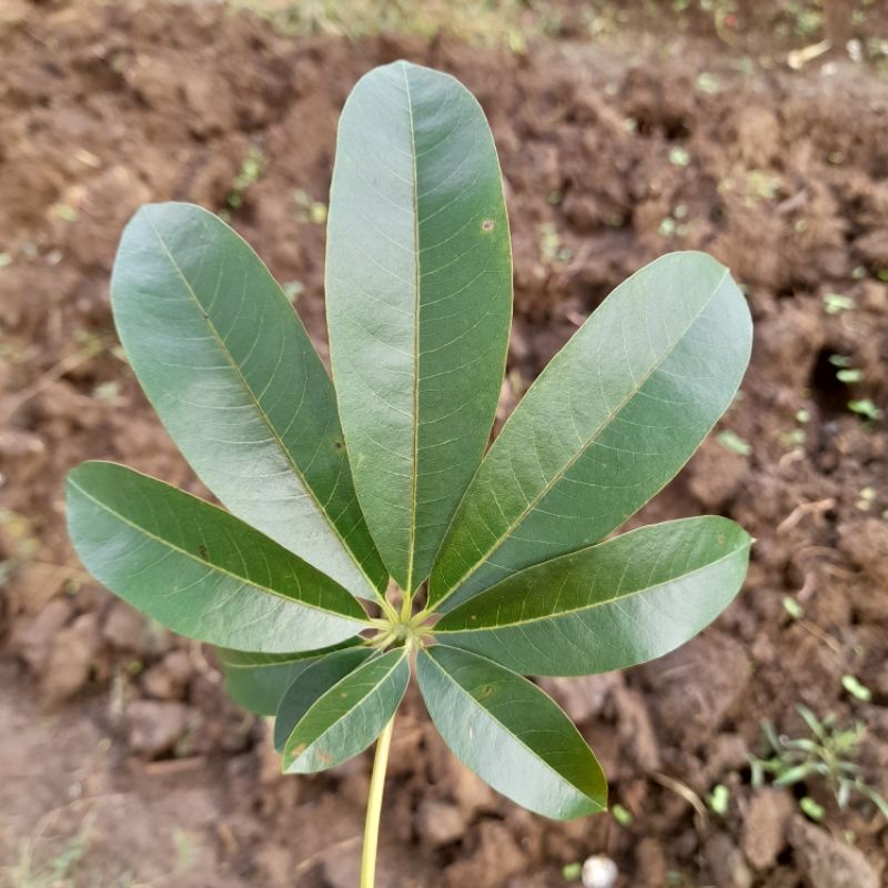 

Daun Randu Segar 100 Gram Daun kapuk