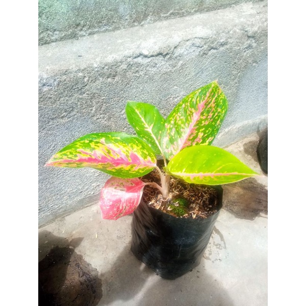 Aglonema Big Papa Mutasi Pink