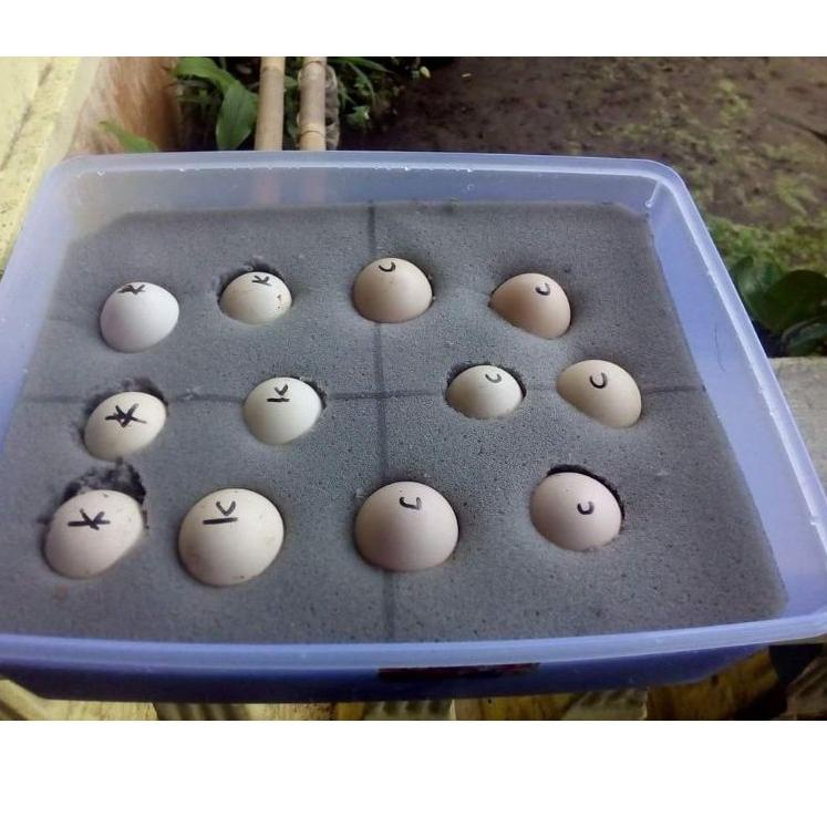 

(COD )NEW_PRODUCT Telur ayam cemani trah lidah hitam (Telur masih fress/segar/telur baru kluar,umur 0-1hari ,belum fertil)