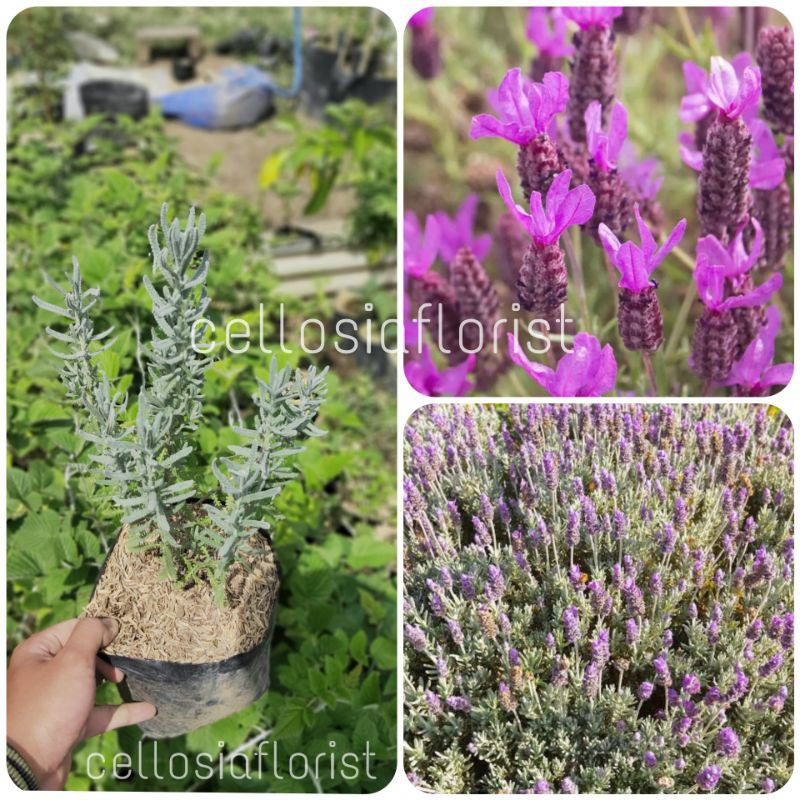 Tanaman Herbal Lavender French / Lavender Denata Import Pohon Hidup - TitipBibit