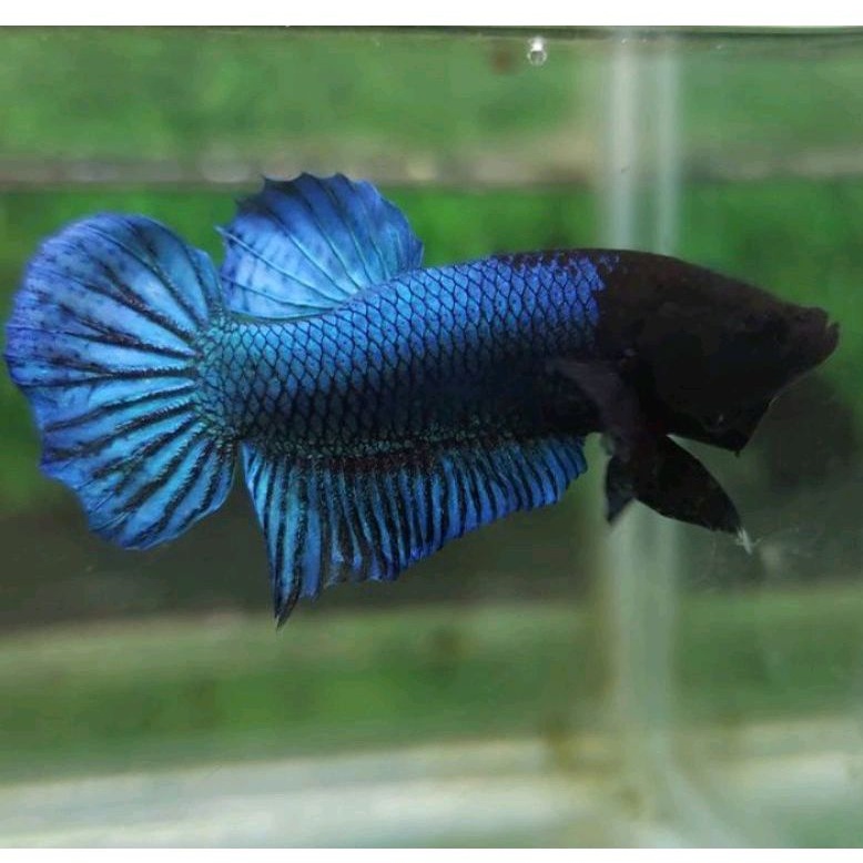 Cupang Aduan Fighter Anakan Import New Sakai Bahan Berkualitas