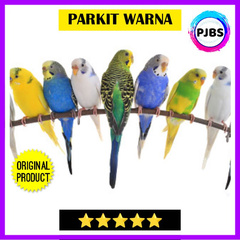 BURUNG PARKIT WARNA PILIHAN