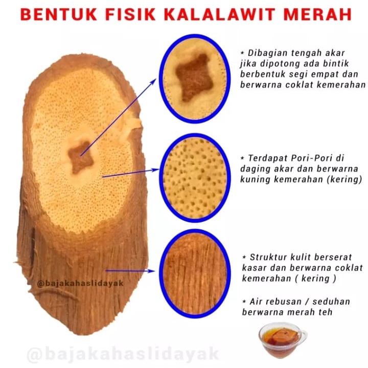 

[TERLARIS] Akar Kayu Bajakah Jenis Kalalawit Merah Obat Herbal dan Teh Bajakah Teh Akar Kayu Bajakah Teh Kayu Bajakah