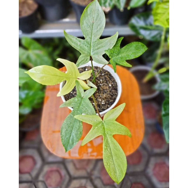 philo florida ghost / philo merpati | tanaman hias hidup - floristajavanica