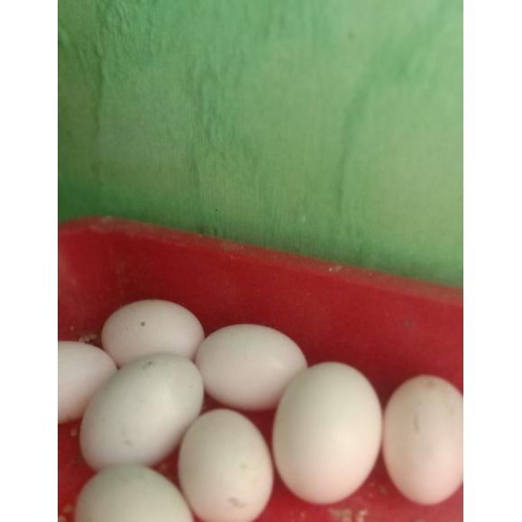 

9v✳Buruan Beli✶ telor burung dara asli satuan