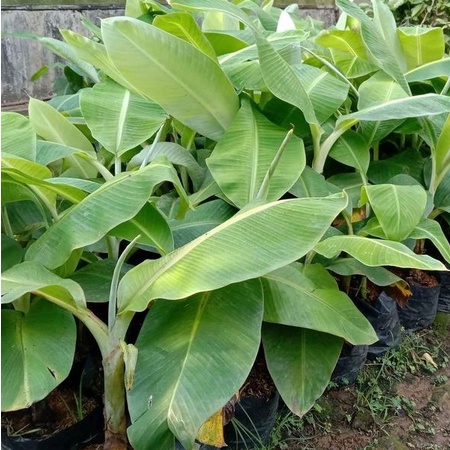 Bibit pisang raja bulu unggul siap tanam