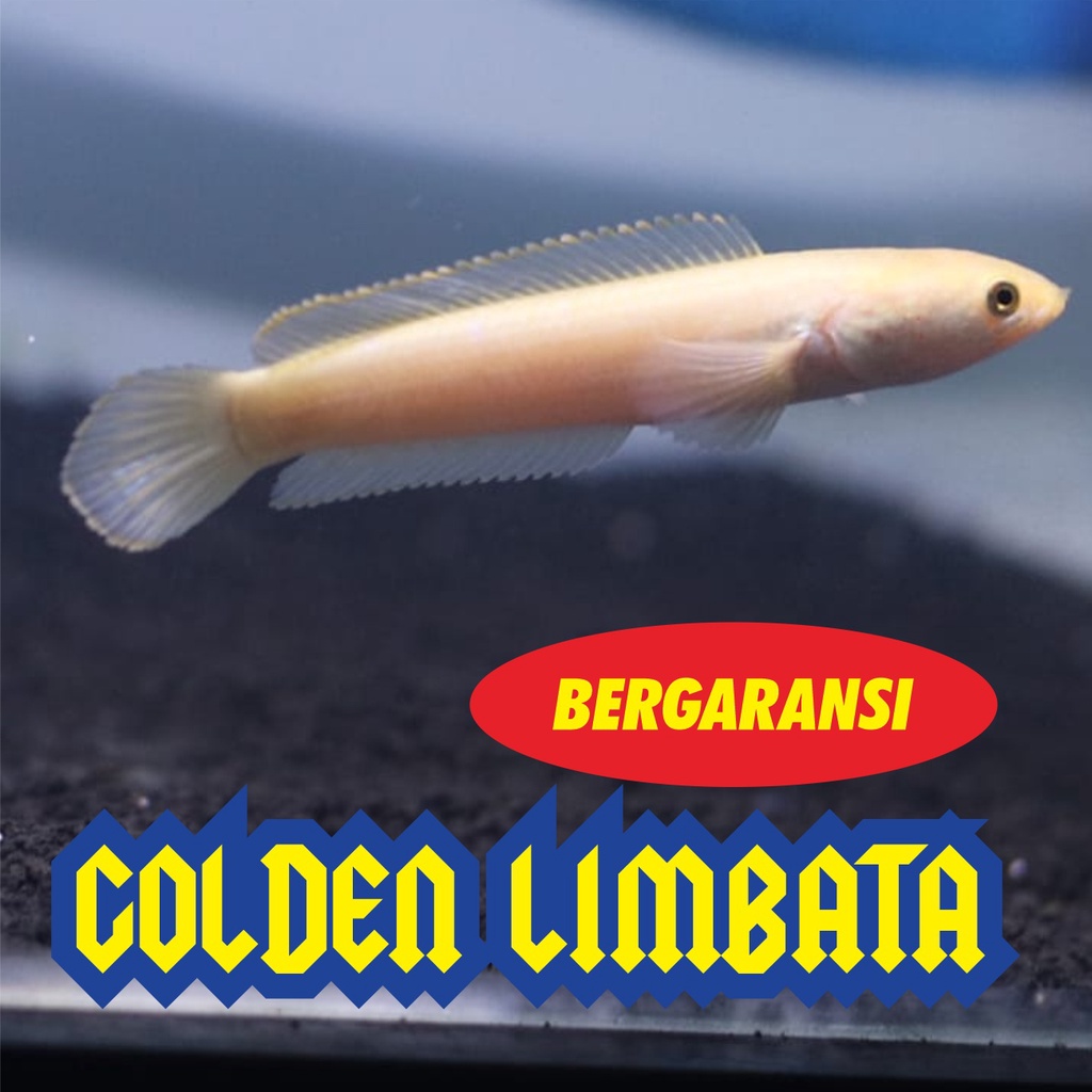 GOLDEN XHANTIC LIMBATA BERGARANSI