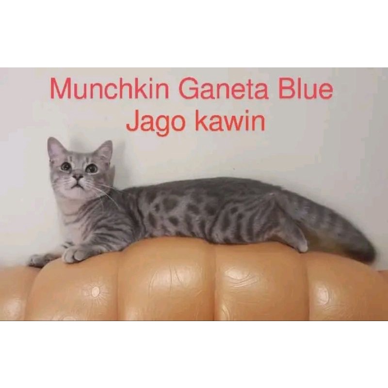 Munchkin ganeta blue kucing sultan