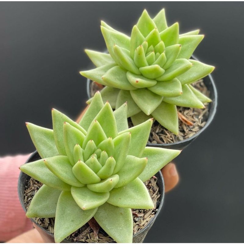 Sukulen Echeveria Perle Von Nurnberg Superbum Agavoides Lipstick Topsy Turvy Jumbo