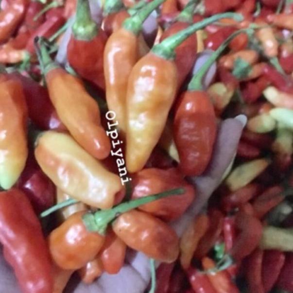 

✨11.11✨ Cabe Rawit Merah 500gram