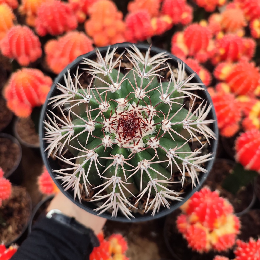 Melocactus Matanzanus | D 12 Cm | Kaktus