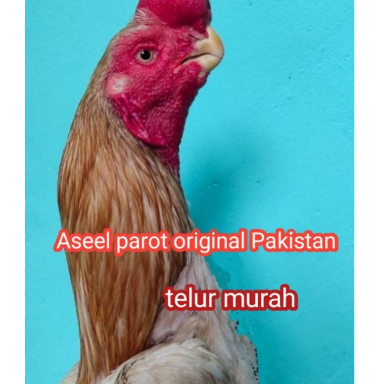 

[Miliki] telur ayam Bangkok aseel parot original IE0