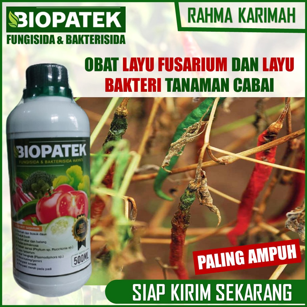 OBAT Layu Fusarium dan Layu Bakteri Cabe BIOPATEk 500 ML – Pupuk Organik Semprot Atasi Layu Buah, Da