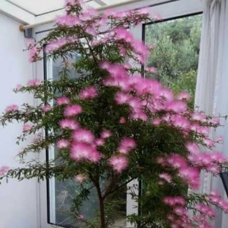 Kaliandra Sulimaraja Akulasi Cangkok