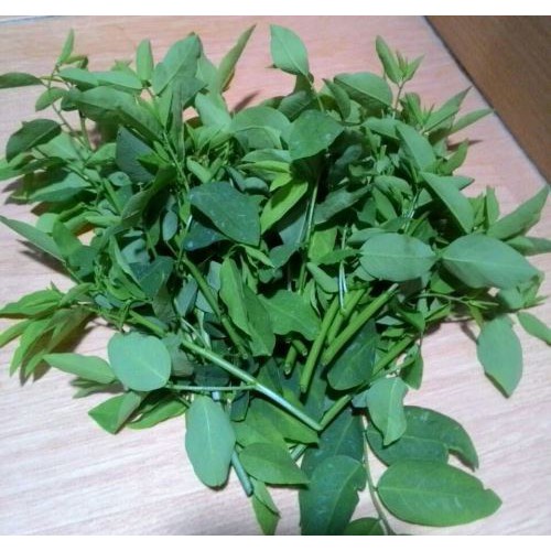 

DAUN KATUK SEGAR 250GR PELANCAR ASI HERBAL SANGAT BERMANFAAT