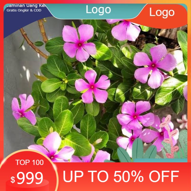 tumbuhan tapak dara / bunga tapak dara / daun tapak dara fresh berkualitas