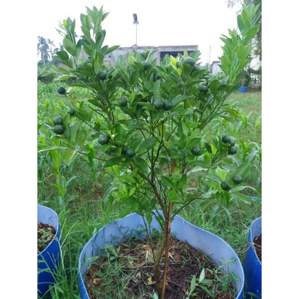 POHON JERUK LIMAU JERUK LIMO JERUK SAMBAL SUDAH BERBUNGA/BERBUAH