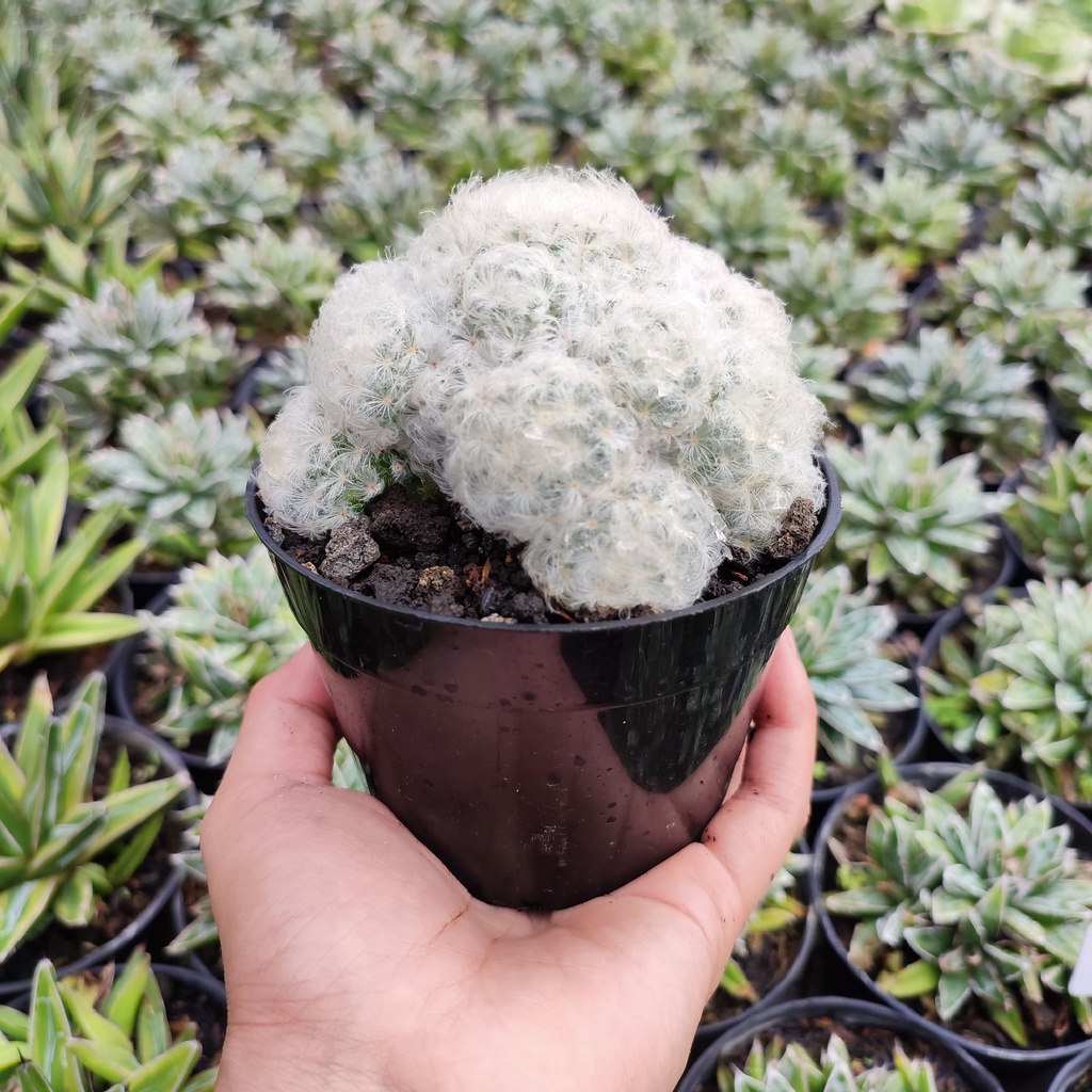 Mammillaria Plumosa | D 10 Cm | Kaktus