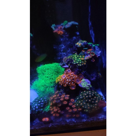 Lampu Aquarium - KMS 36 watt