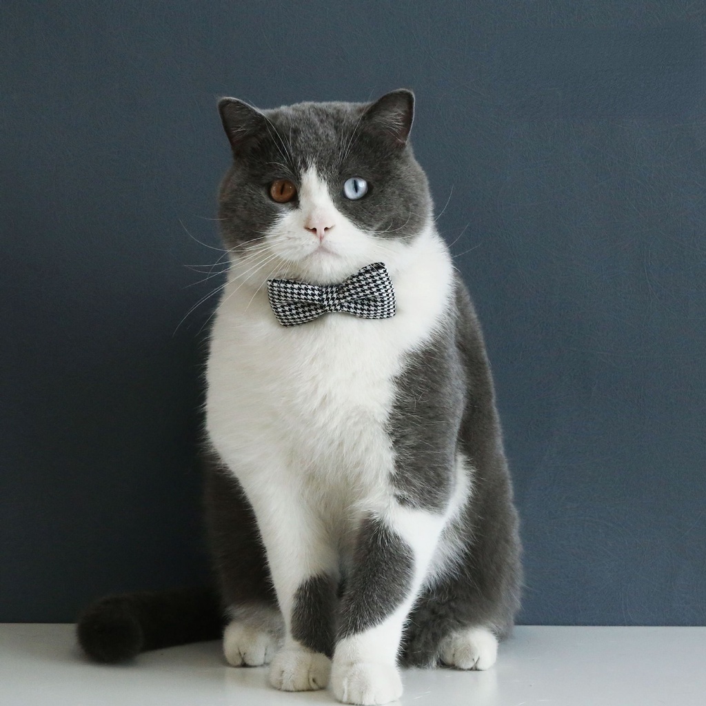 Dasi Kupu-Kupu Peliharaan Kerah Kucing Anjing Gaya Inggris gentleman houndstooth plaid bow tie anti-Sedak Kerah Yang Dapat Disesuaikan Aksesoris Pernikahan Hewan Peliharaan