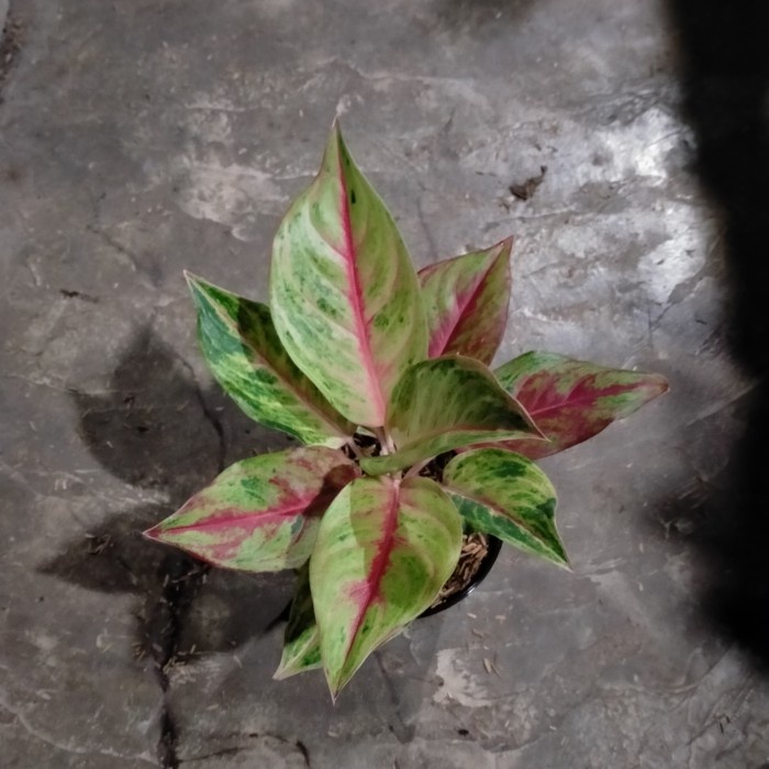 tanaman aglonema red panama - aglaonema red panama lokal