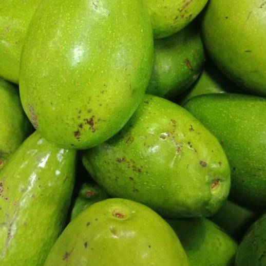 

○ Buah Alpukat Oganik / Organic Avocado 1kg ✷