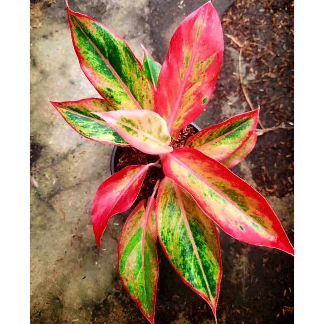 Aglonema Lipstik Orange