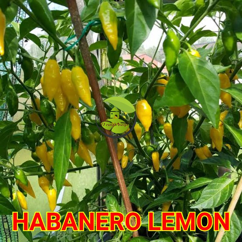 3biji-Benih bibit cabai habanero lemon biji cabe habanero