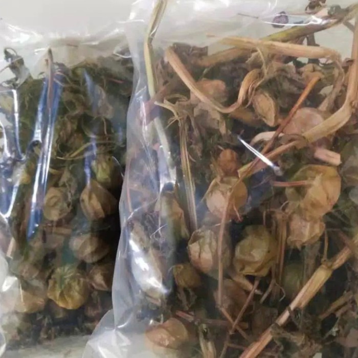 

Daun Ciplukan Kering untuk Herbal Segala Penyakit /100gram