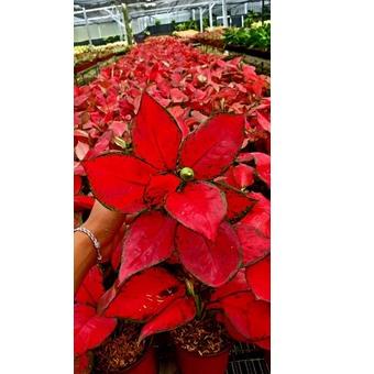 ✸ Aglonema Super Red ۝