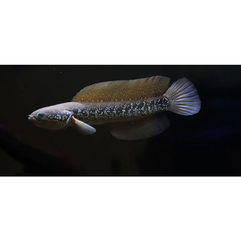 Channa Asiatica WS Baby