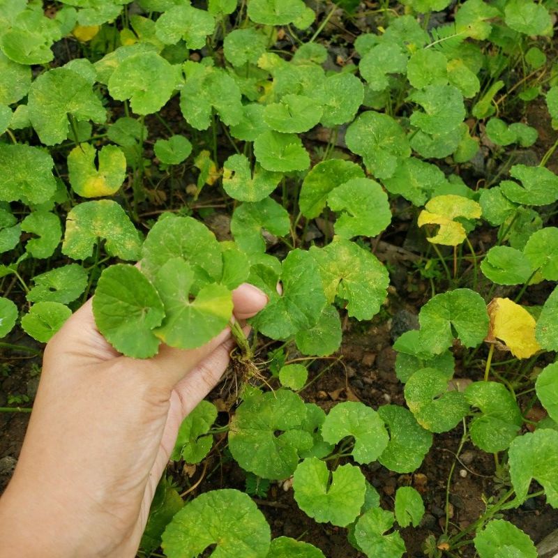 

Pegagan (Jilukap) Daun Antanan Tanah