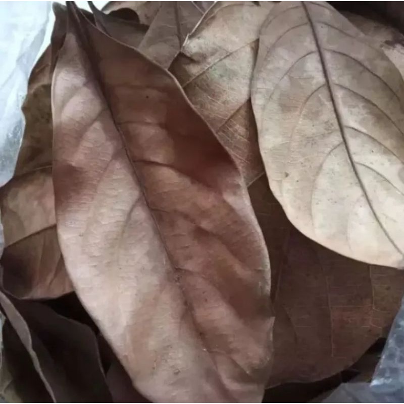 

1000 lembar daun nangka kering masih segar dipetik dari pohon readystok siap kirim silahkan di order ditambah bonus