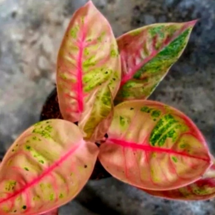 (NEW) Tanaman hias aglonema goliath - bonggol aglonema goliath