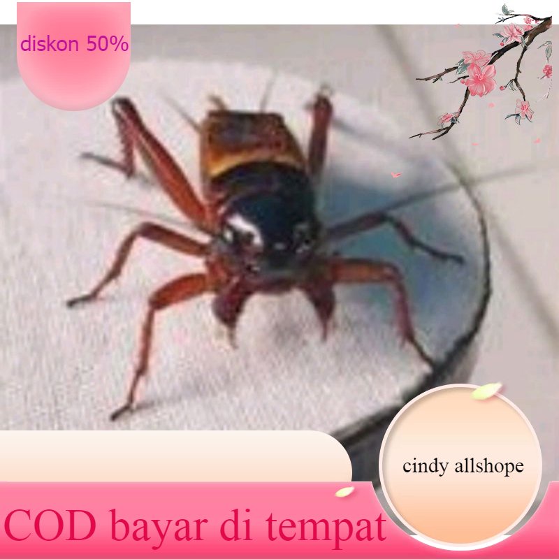 Jangkrik kalung aduan / jangkrik alam