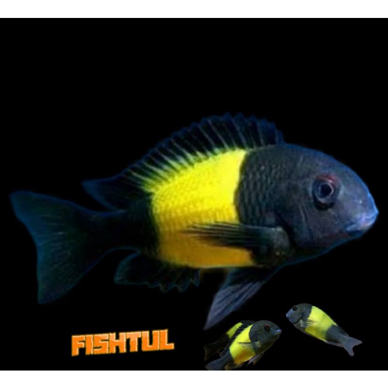 Cichlid Tropheus Ikola
